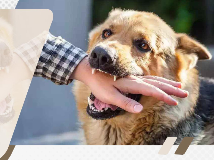 blog featured image dog bite